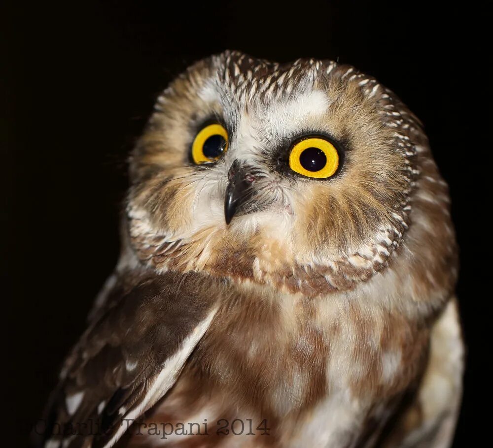 плач сыч. сыч в шапочке. плач сыч. плач сыч. филин самка.