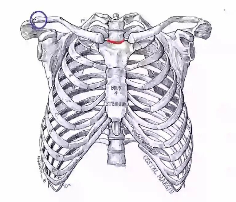 Анатомия ребер грудной клетки. Скелет грудной клетки анатомия. Грудная клетка скелет референс. Грудина скелет анатомия.