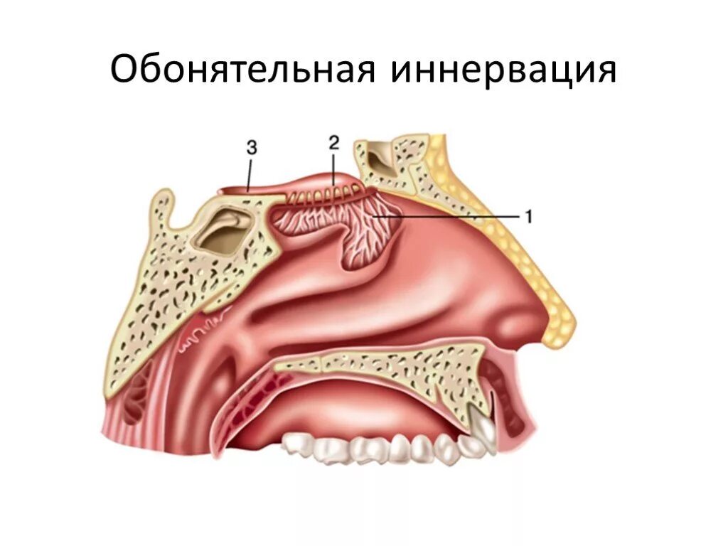 Звено обонятельного анализатора. Обонятельный анализатор носовая полость. Обонятельный анализатор строение носа. Обонятельный анализатор полость носа. Обонятельная и дыхательная области носовой полости.