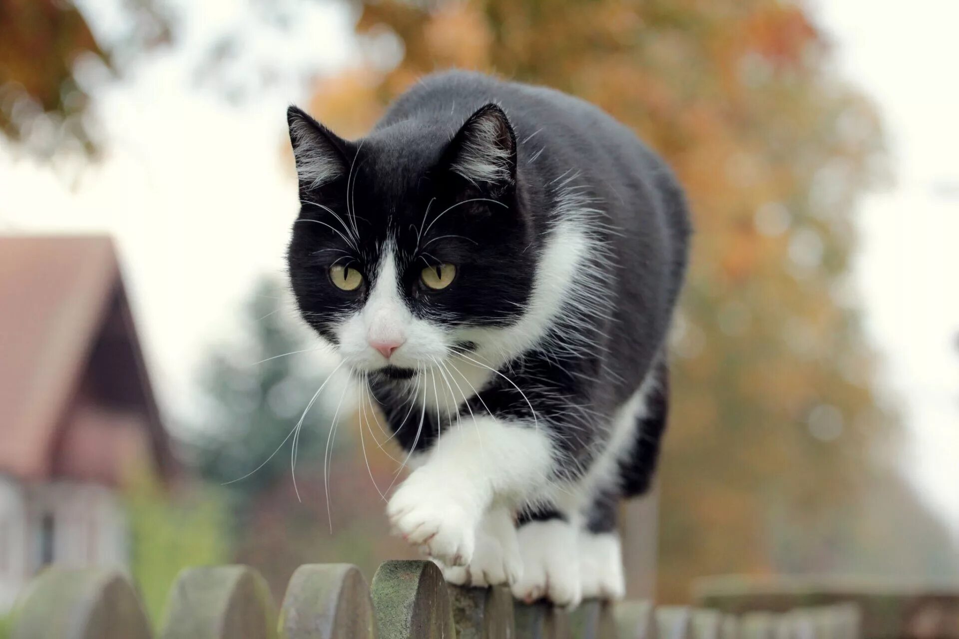 Белый кот мурзик. Черно белый кот. Черно белая кошка. Котик черно белый. Скот черно белый.