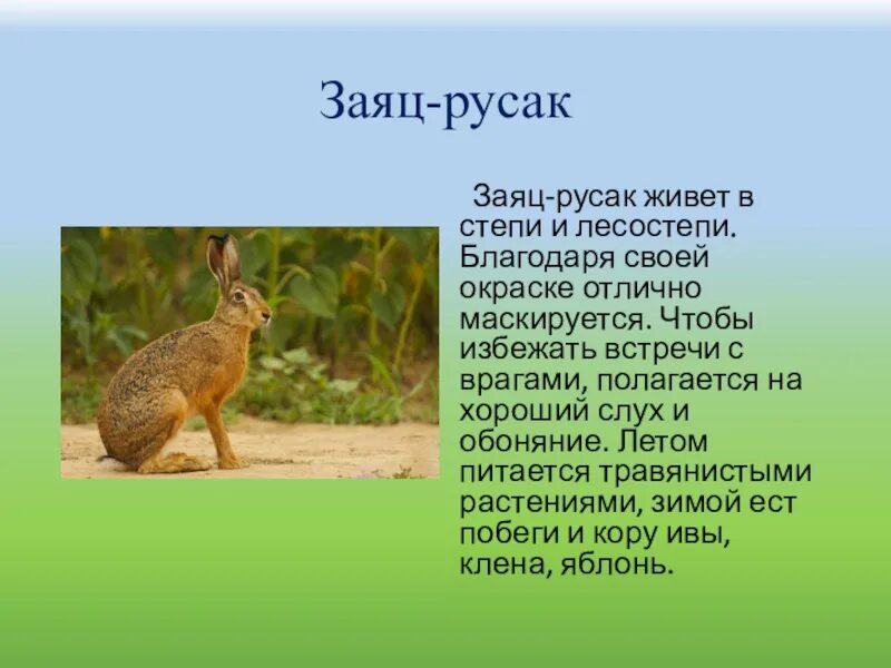 Степные животные сообщение 4 класс. Заяц-русак красная книга краткое описание. заяц русак описание. заяц русак краткое описание. сообщение о зайце русаке.