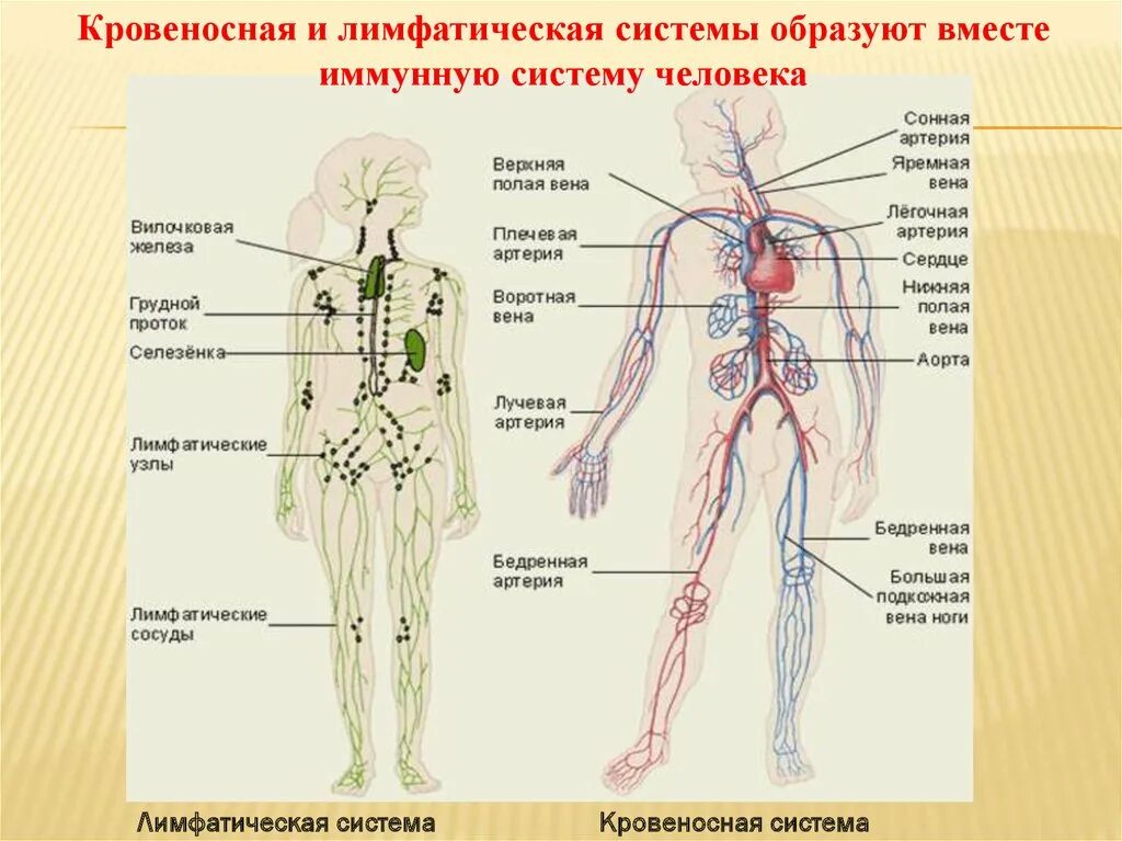 Сходства кровеносной и лимфатической системы
