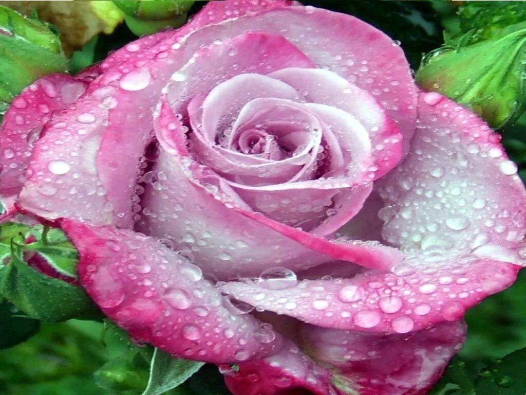 Розовые розы. Розовая мокрая. Красивые розы мокрые. Розовая мокрая. Розовая мокрая.