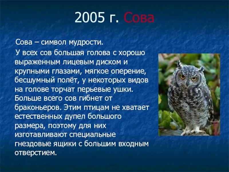 Текст про сову. Сова символ мудрости. Сова символизирует. Сова символ чего. Описание Совы.