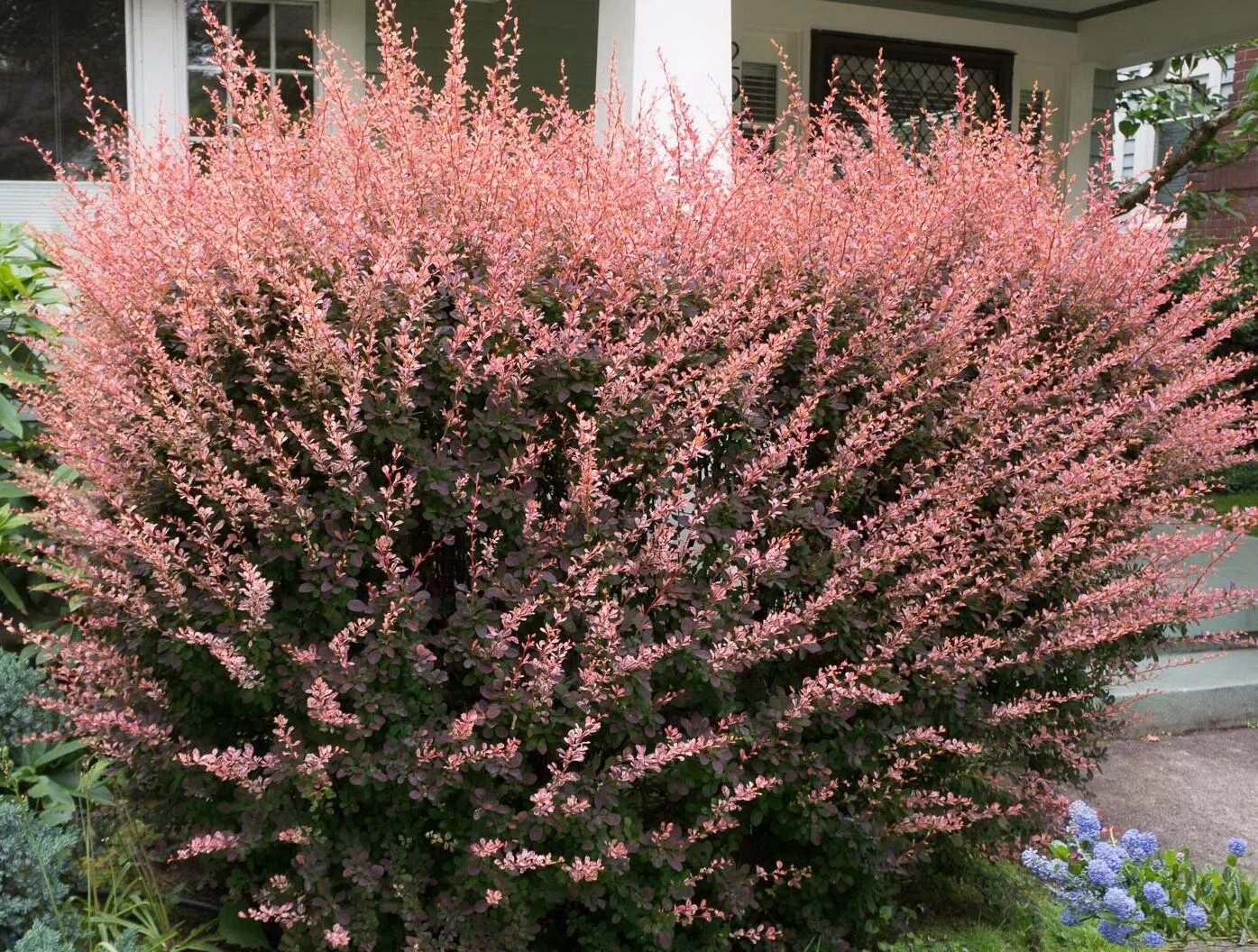 Барбарис тунберга rose glow роуз глоу. Барбарис тумберга рози глоу. Барбарис рози рокет. Барбарис тунберга 'rose glow'. Барбарис роуз глоу.