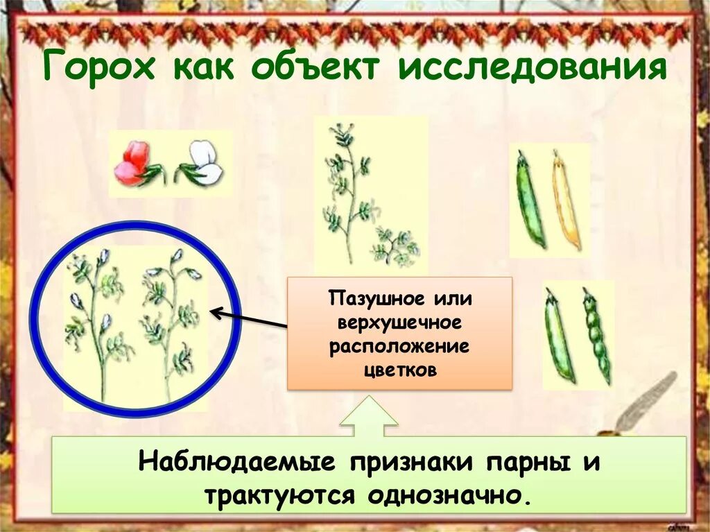 Гибридологический метод изучения наследственности. Методы генетики гибридологический метод. Гибридологический метод исследования в генетике. Пазушное или верхушечное расположение цветков.