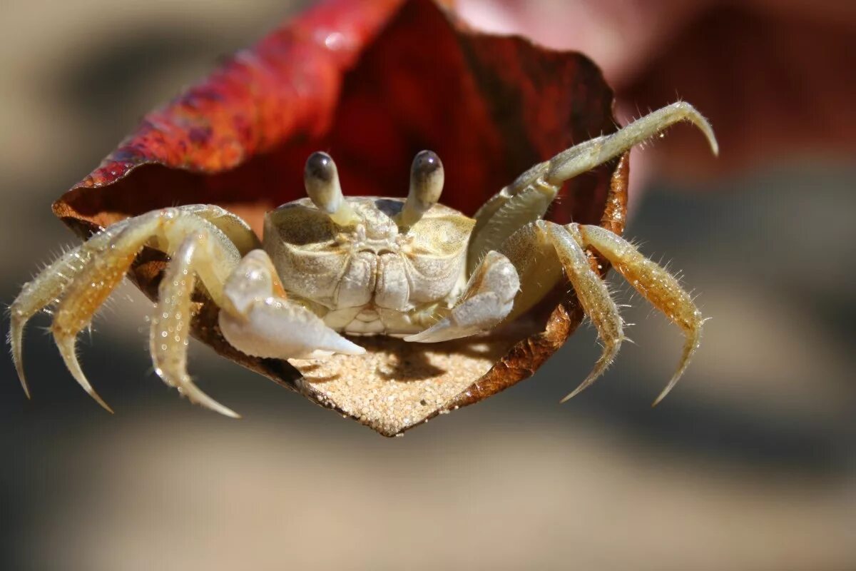 Краб и лобстер. Омар краб лобстер. Краб Омар Членистоногие. Ракообразные Crustacea. Краб фото.