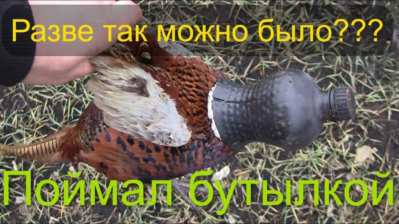 Как ловить фазанов