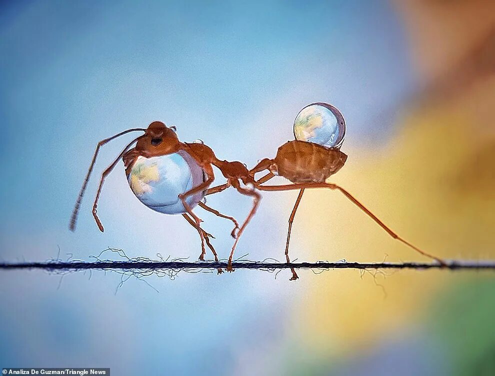 Муравьев спасибо жизнь. Трудолюбивый муравей. Удивительные муравьи. Смешной муравей. Удивительное рядом картинки.