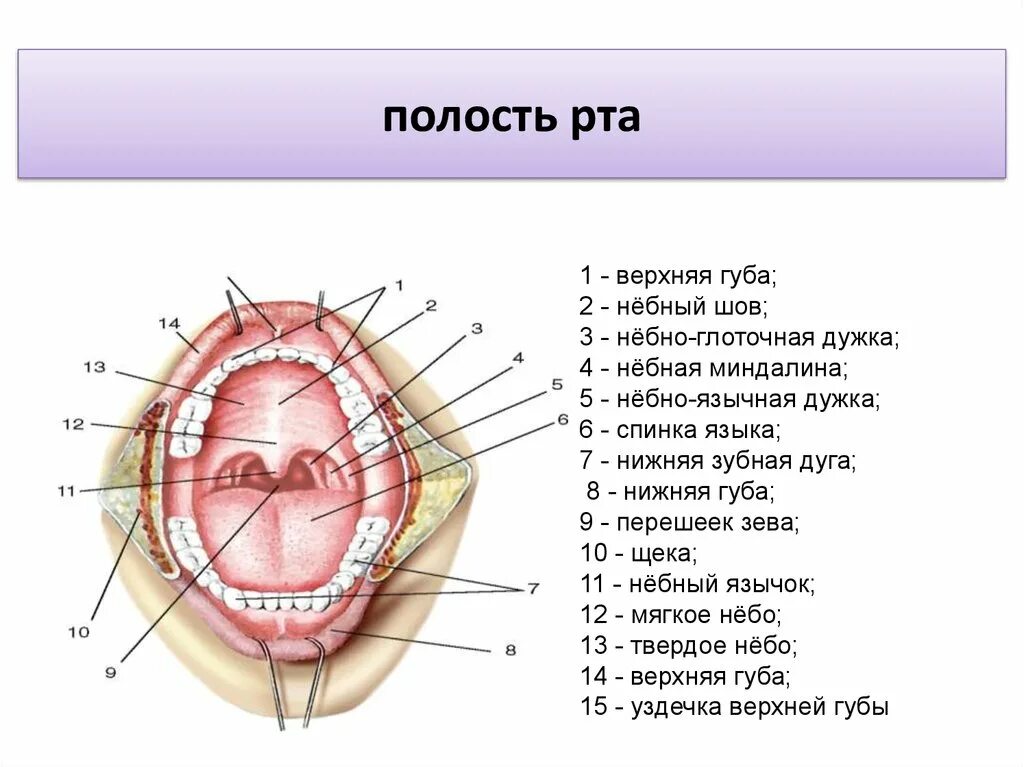 Полость рта 1 6. Ротовая полость анатомия на латинском. Ротовая полость анатомия латынь. Небно язычная дуга анатомия. Строение полости рта анатомия латынь.