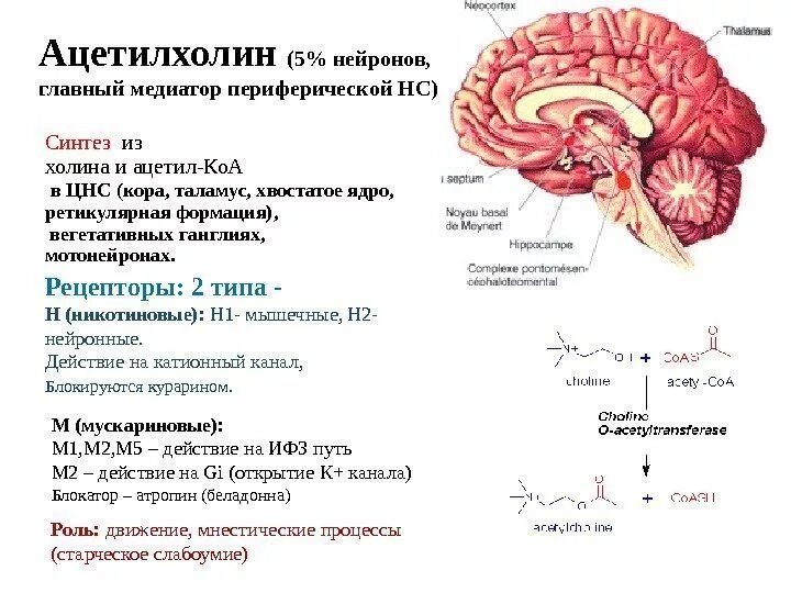 Функция гормона ацетилхолина. Механизм образования ацетилхолина. Ацетилхолин в нервной системе. Функция ацетилхолина в головном мозге. Ацетилхолин сердце сокращение