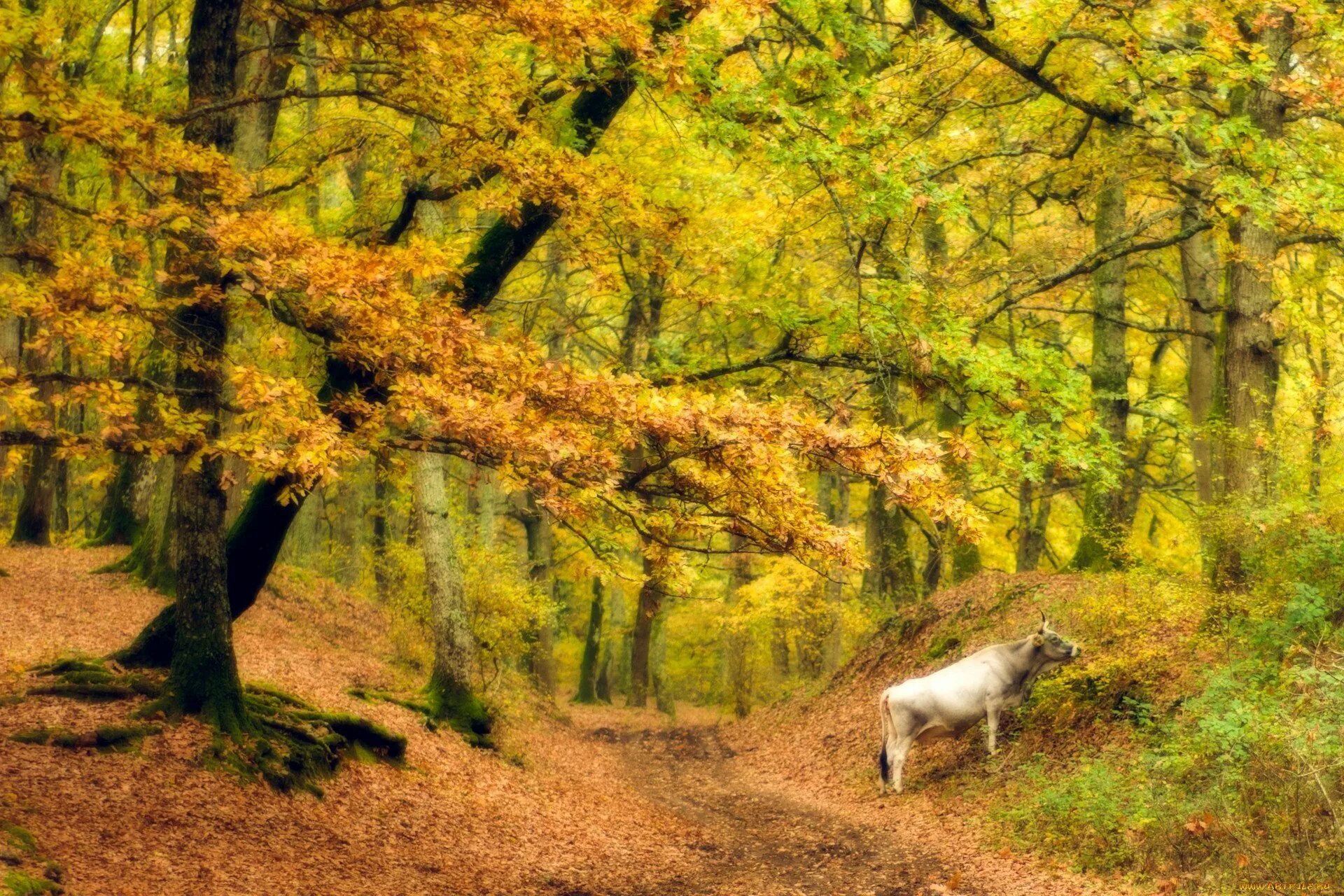 Осенний лес. Осень в лесу. Лес с животными. Животные осенью в лесу.