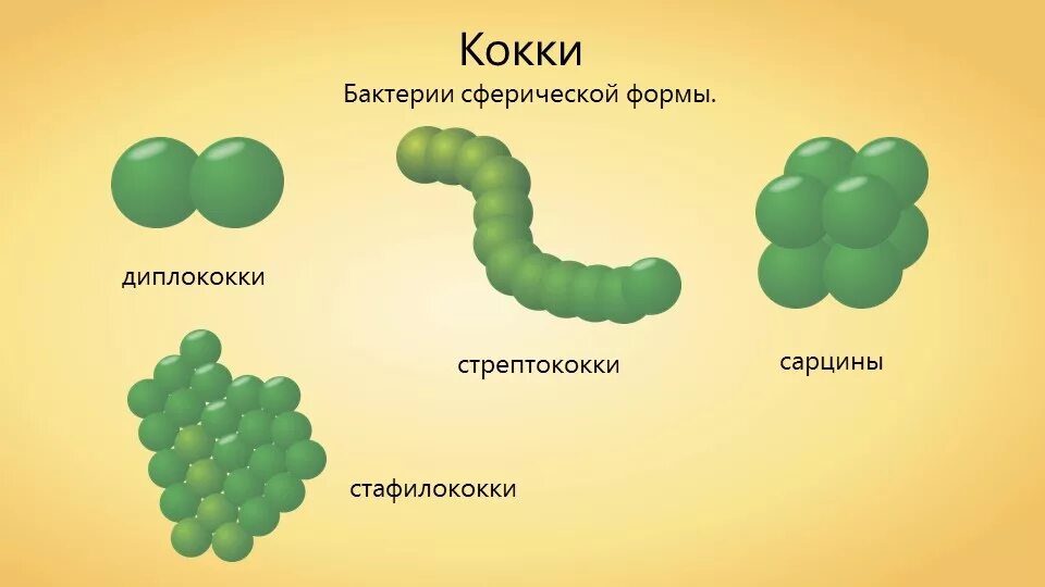 Бактерии округлой формы. Шарообразная форма бактерий кокки. Шаровидные бактерии кокки рисунок.  Кокковидные бактерии (кокки). Бактерии шаровидной формы кокки.