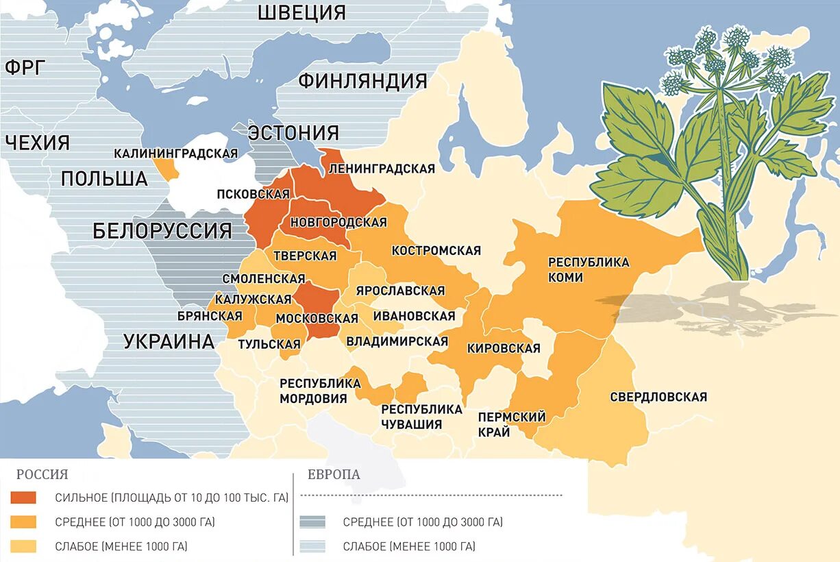 Карта борщевика сосновского. Карта распространения борщевика сосновского. Карта распространения борщевика сосновского. Ареал распространения борщевика сосновского. Борщевик сосновского ареал обитания.