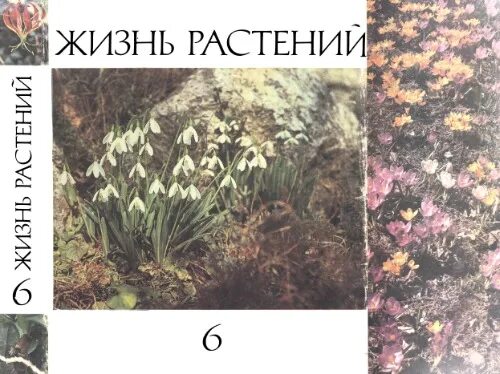 Федоров жизнь растений. Жизнь растений книга. жизнь растений том 6 цветковые растения. жизнь растений 4 том djvu. жизнь растений том 6 цветковые растения купить.