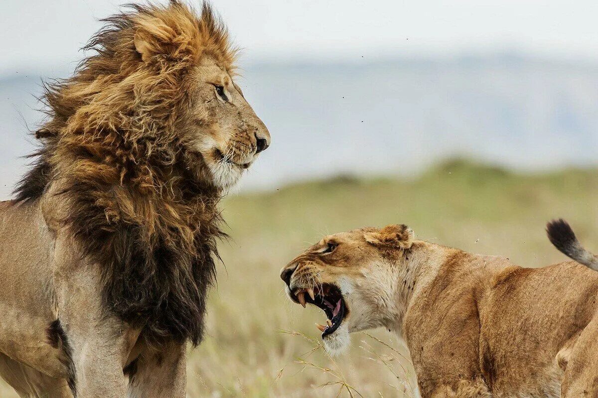 Лев и львица хвост. Уверенность животных. Львица рычит на Льва. Львы ссорятся. Воспитана львом