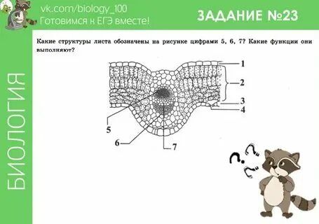 Клетка вопросы егэ биология