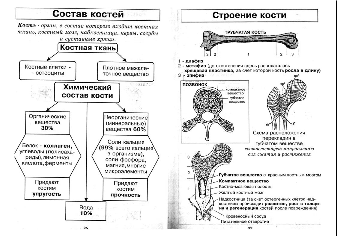 Схема строения кости биология 8 класс. Скелет человека схема ЕГЭ биология. Виды костей и их функции таблица. Типы костей биология 8 класс функции. Функции огэ биология