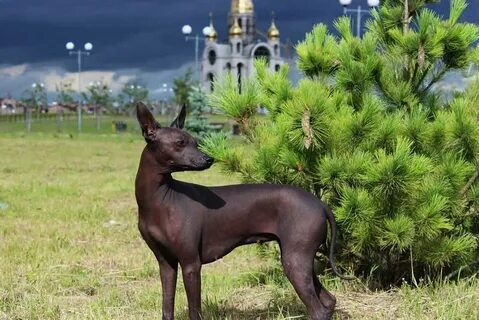 Ксолоитцкуинтли породы примитивных собак