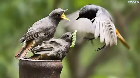 Birds wordwall
