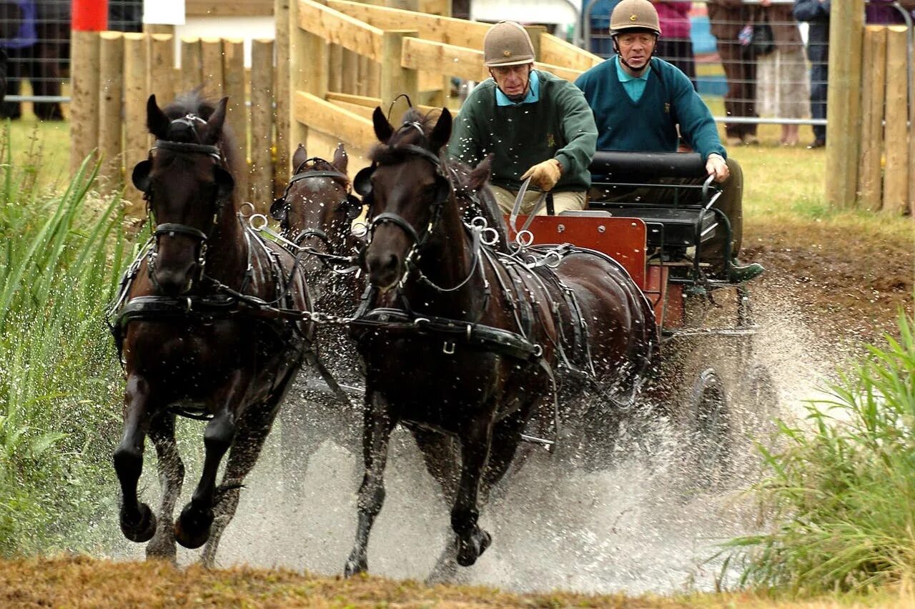 Driving horse