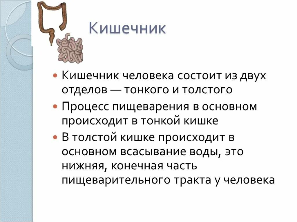 Какой процесс происходит в тонком кишечнике. Процессы в тонкой кишке человека. в тонком кишечнике человека происходят процессы. процессы происходящие в толстом кишечнике.