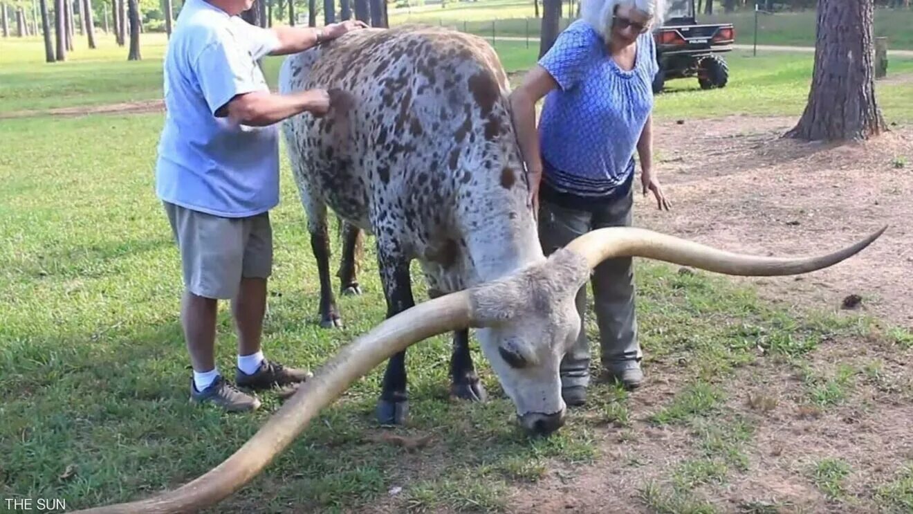 Турок султан кёсен. Первобытное зло (primeval) 2007. Самый гигантский. Большие животные в мире. Самый большой крокодил в мире кассиус.