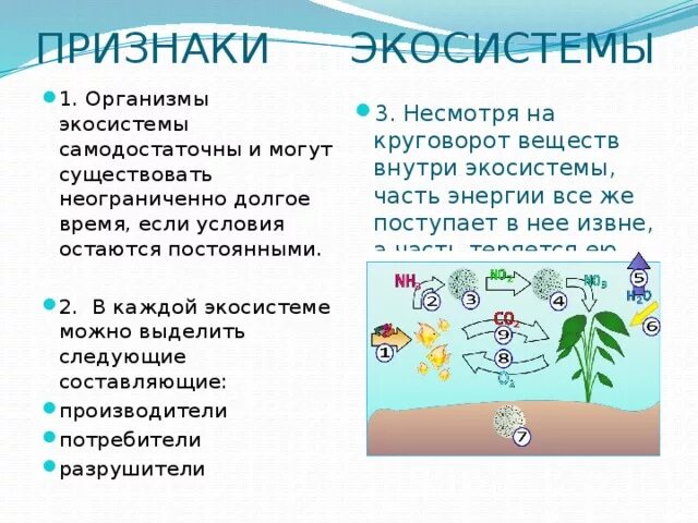 Аквариум как модель экосистемы практическая работа 2. Экосистема аквариума. Структура экосистемы аквариума. Экосистема признаки экосистемы. Аквариум модель экосистемы.