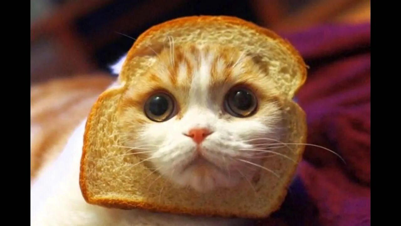 Кот хлеб. Кот с хлебом на голове. Кошка в хлебушке. Кошка булочка. Кот булочка