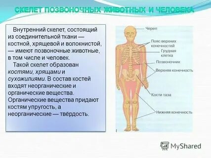 Кости скелета образованы тканью
