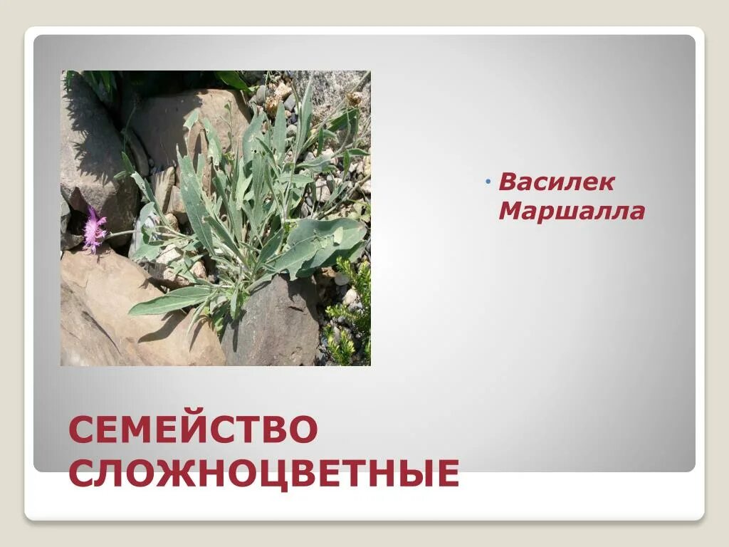 Жилкования семейства астровых. Покрытосеменные растения. Семейство сложноцветные значение для человека и в природе. Семейство сложноцветные систематика. Цикорий семейство сложноцветные.