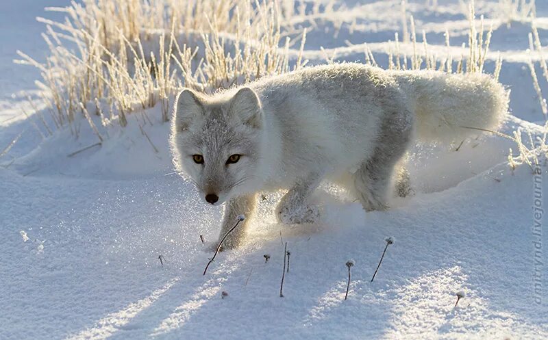 заяц беляк ямал. полярный песец арктики. животные тундры зимой. животные тундры полярный заяц. воркута тундра.