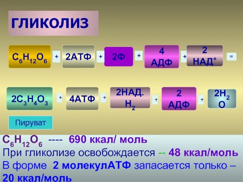 Атф н2о. Гликолиз. Гликолиз бескислородный этап. 2 АТФ И 2 над.н. Гликолиз как из АДФ В АТФ.