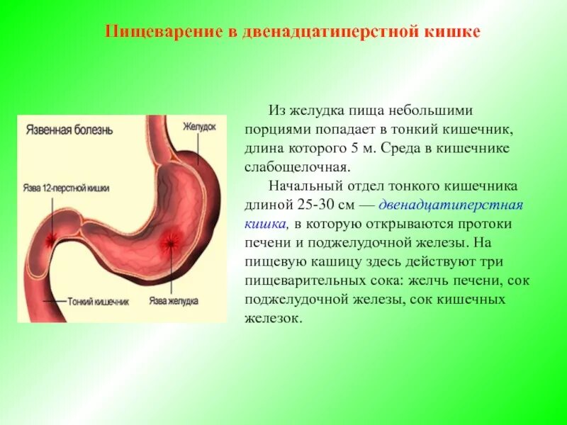 Пища из двенадцатиперстной кишки попадает в. Двенадцатиперстный кишечник. Среда в двенадцатиперстной кишке.