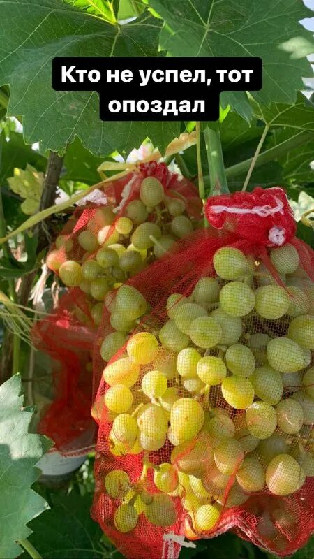 Израильский виноград. Виноград друга. Виноград аркадия. Shiraz сорт винограда. Виноград друга.