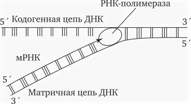Матричная цепь днк схема Картинки КАК ОПРЕДЕЛИТЬ ТРАНСКРИБИРУЕМУЮ ЦЕПЬ