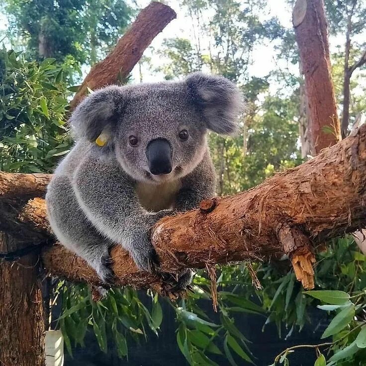 Коала: описание животного, где живут и сколько, чем питается