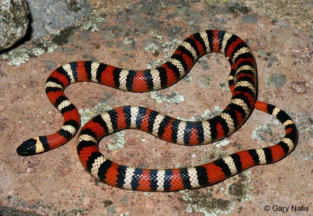 Какого типа змеи. Сурукуку змея красная водная. Demansia Psammophis. Полосатая змея. Трехцветная змея.