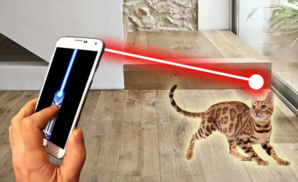 Игра указка. Laser Cat игра. Лазер для кошек через камеру. Игра с котом с лазерной указкой.