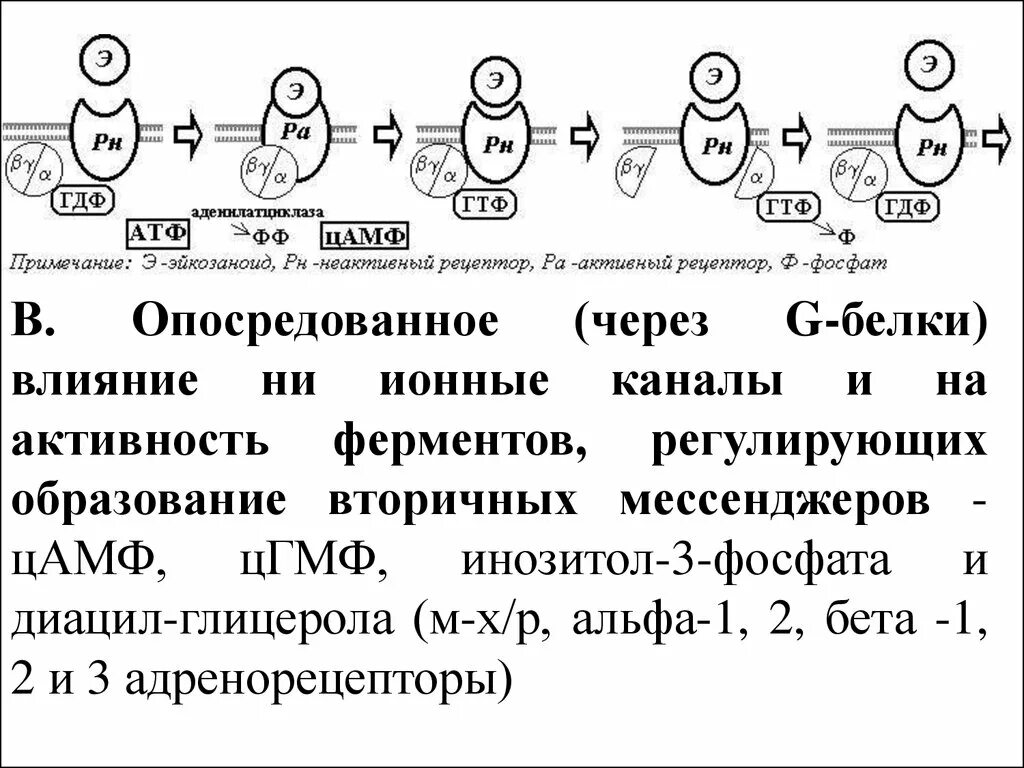 Образование цамф. Гдф и гтф. цамф вторичный мессенджер. g белки фармакология.