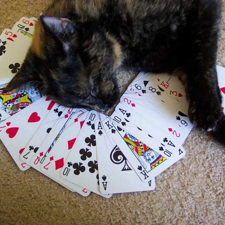 Кот гадает. Кошка гадает. коты и карты. кот картежник. кот с картами.