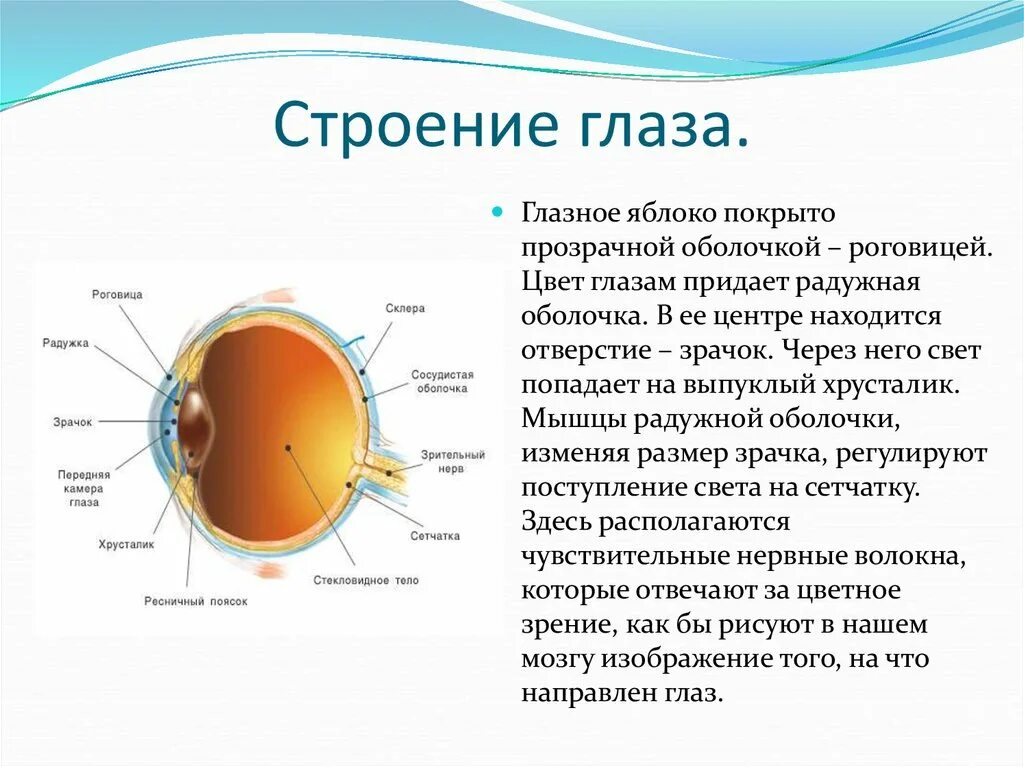 За зрачком в органе зрения человека находится