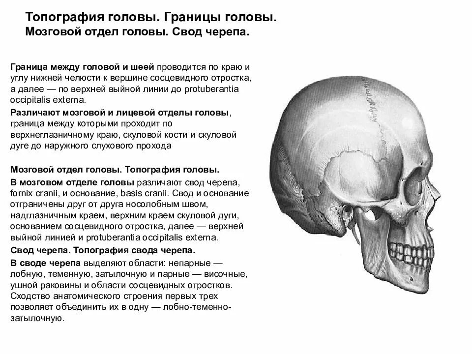 Отдел затылок. Мозговой отдел головы топографическая анатомия. Области лицевого отдела головы топографическая анатомия. Границы между лицевым и мозговым отделом головы. Граница мозгового и лицевого отделов черепа.