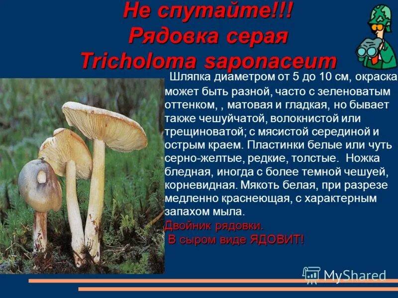 краткое описание гриба подберезовик. мухомор доклад 2 класс окружающий мир про грибы. доклад о грибе лисичка 5 класс биология. краткий пересказ грибы. царство грибов.