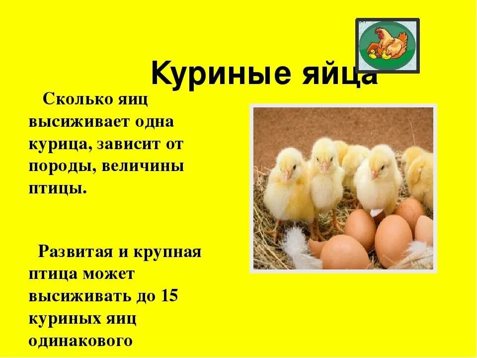 Сколько сидит курица на яйцах для вывода. Наседка курица высиживает яйца. вывод цыплят. высиживание цыплят наседкой. сколько высиживает курица.
