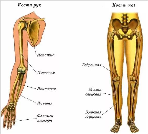 Лучевая кость на ноге