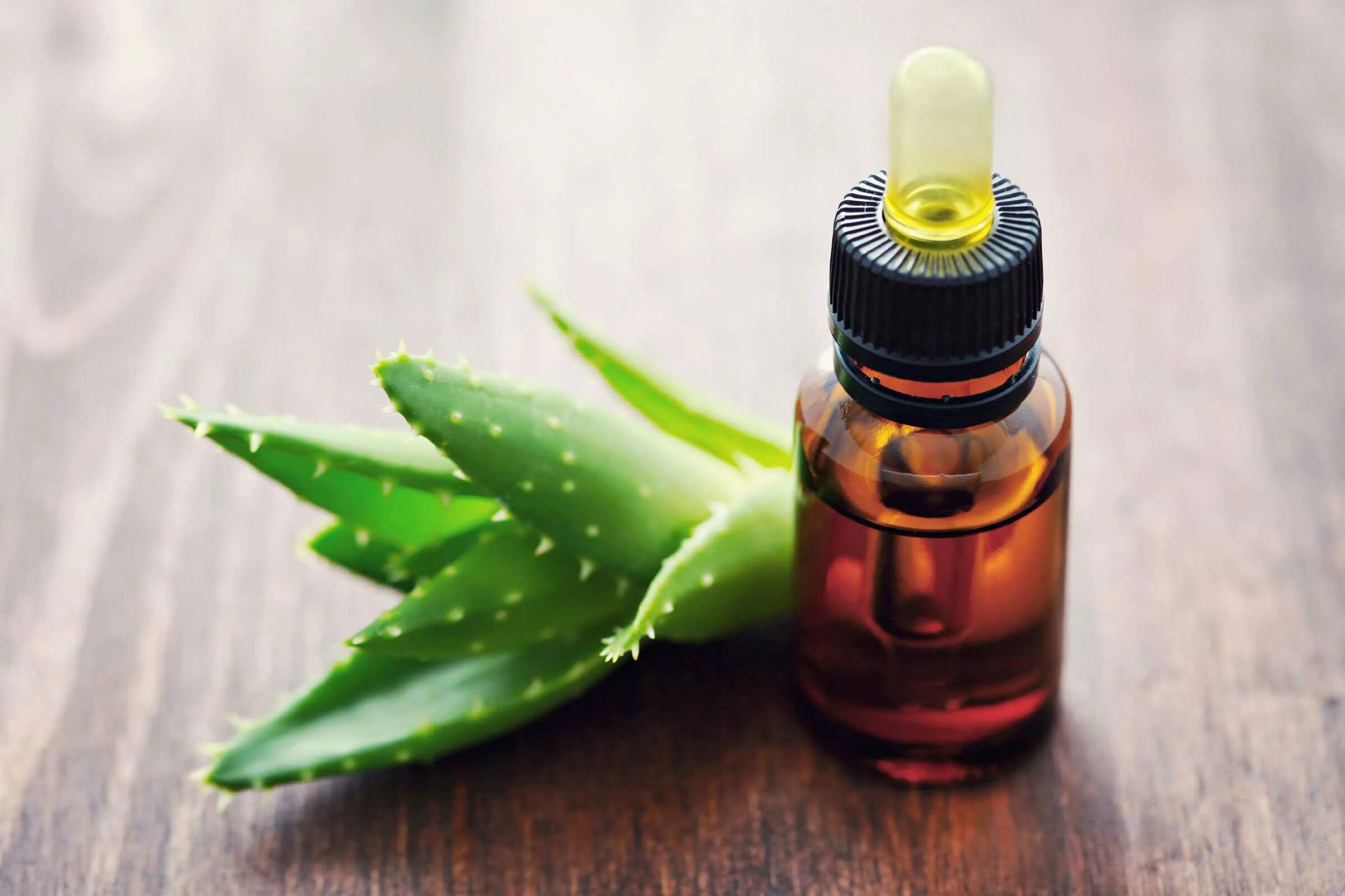 Можно ли закапывать нос алоэ. Aloe Vera Oil. Aloe Vera в медицине.