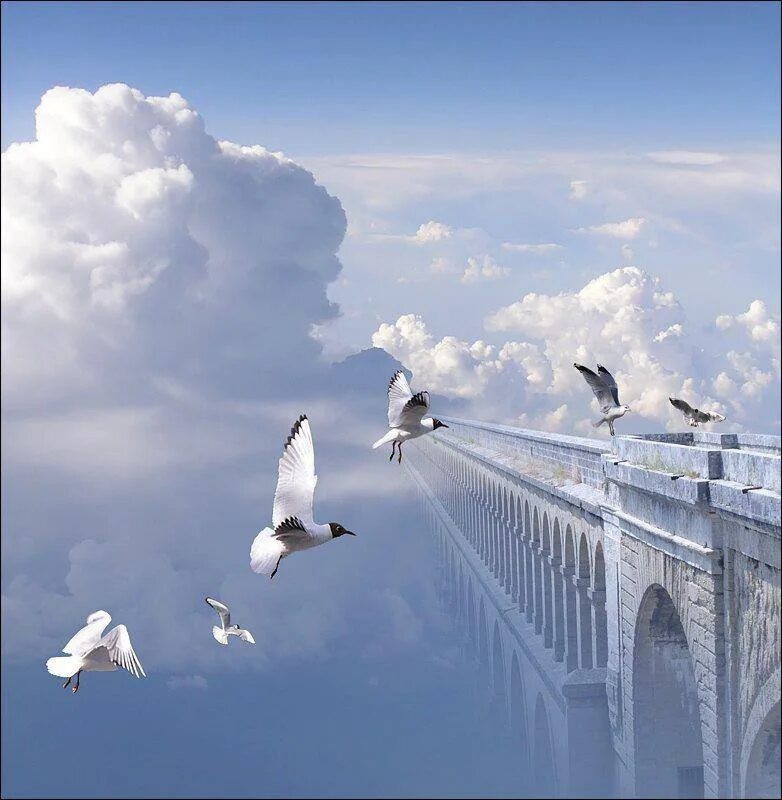 Ввысь слушать. Голуби в небе. Мост в небо. Птицы в облаках. Небеса птицы.