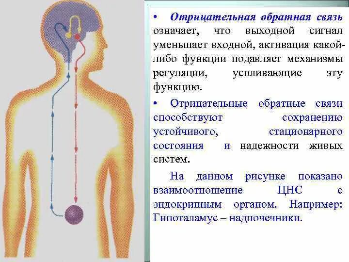 Отрицательная Обратная связь. Отрицательная Обратная связь физиология. Положительная и отрицательная Обратная связь. Положительная и отрицательная Обратная связь в биологии. Давай на связи что значит