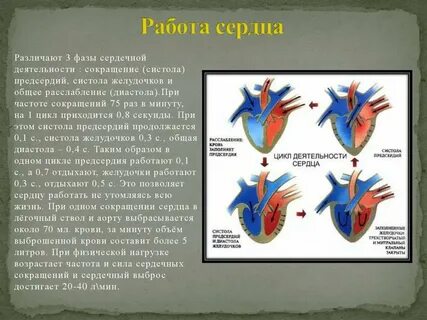 Частота работы сердца человека